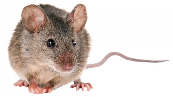Myš domácí (Mus musculus)