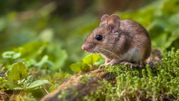 Myšice křovinná (Apodemus sylvaticus)