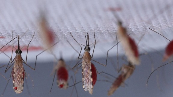 Komáři nasátí krví